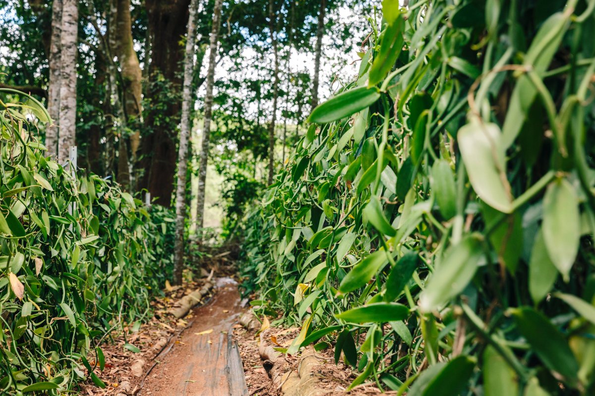 A new player in the Philippine Vanilla world