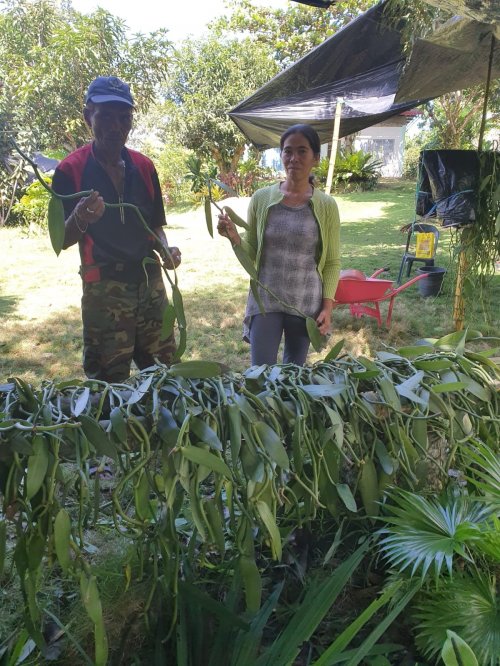 Planiflolia Vanilla Cutting - 1 Meter